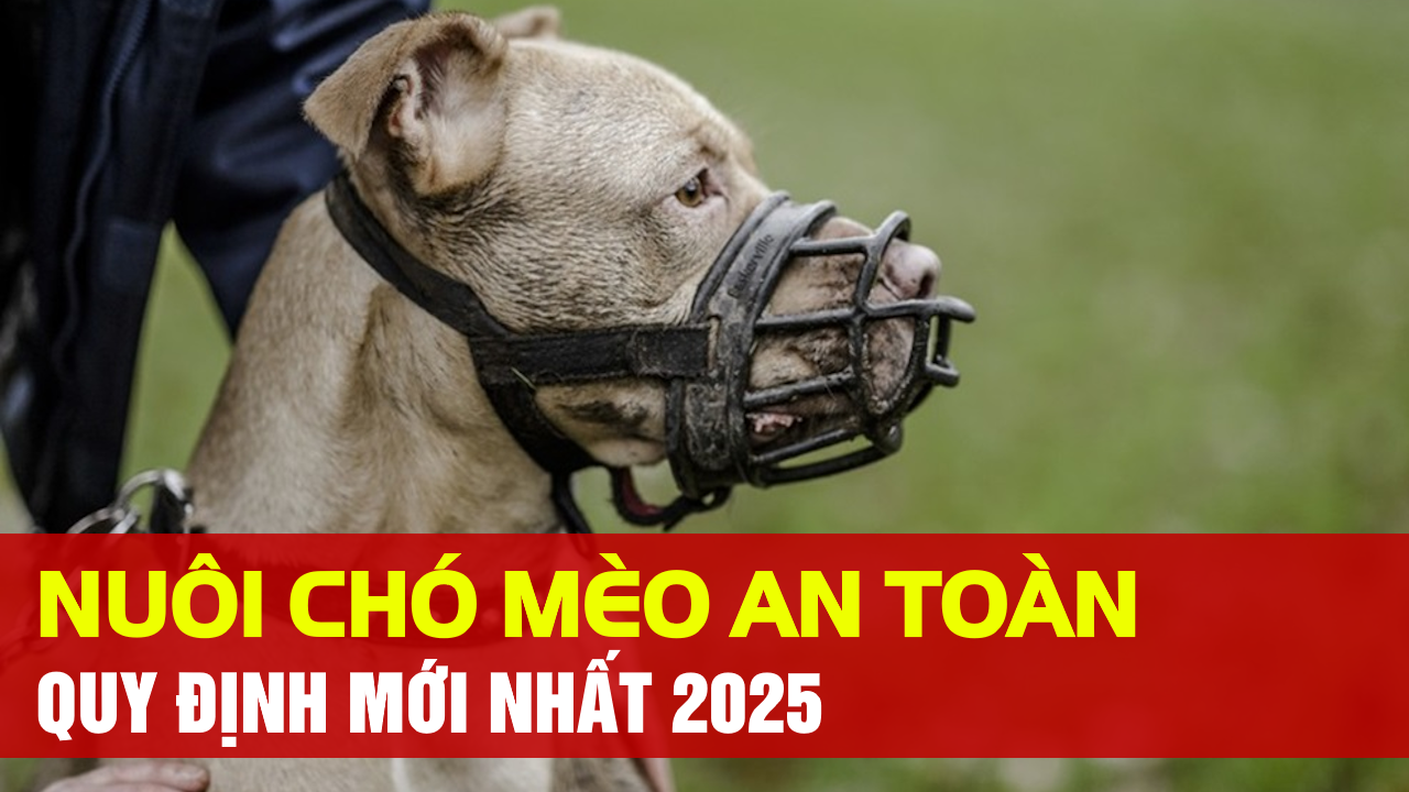 Quy Định Về Nuôi Chó Mèo